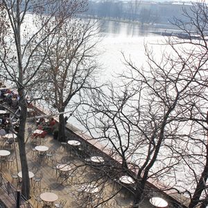 Bare trees in water