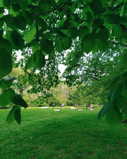 Trees on field in park