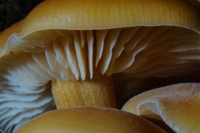 Close-up of food on table