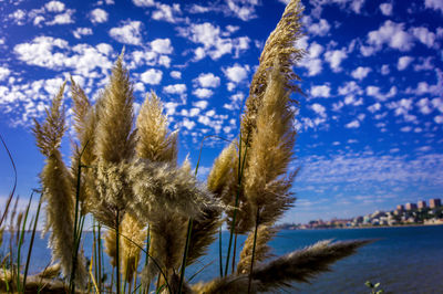 Close-up of stalks against calm blue sea