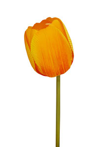 Close-up of orange tulip against white background