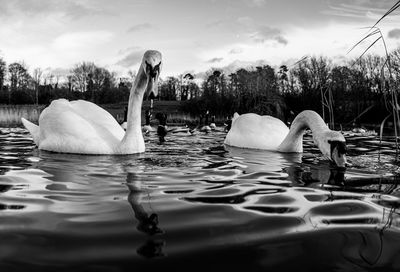 Black and white monochrome mute swan swans pair low-level water side view macro animal background