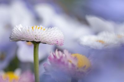 Close-up of fresh flowers blooming in nature