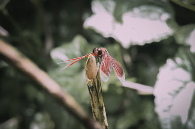 Close-up of red flowering plant