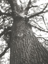 Low angle view of trees in forest