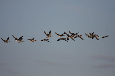 Low angle view of birds flying against clear sky