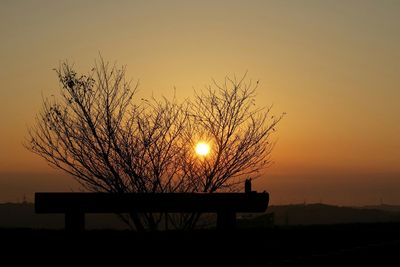 Silhouette of trees at sunset