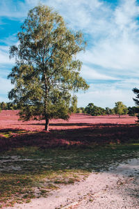 Trees on field against sky