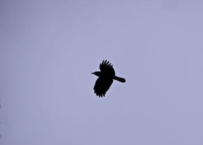 Low angle view of bird flying in sky