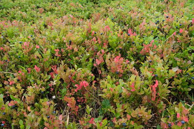 Pink flowering plants on field