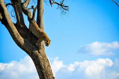 Low angle view of lizard on tree against sky