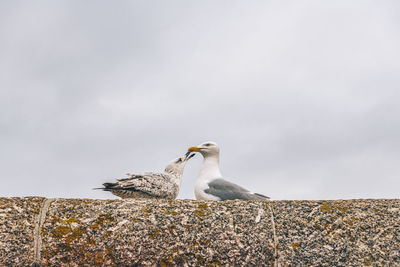 Low angle view of seagull perching on wall