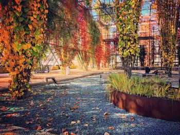 Trees in park during autumn