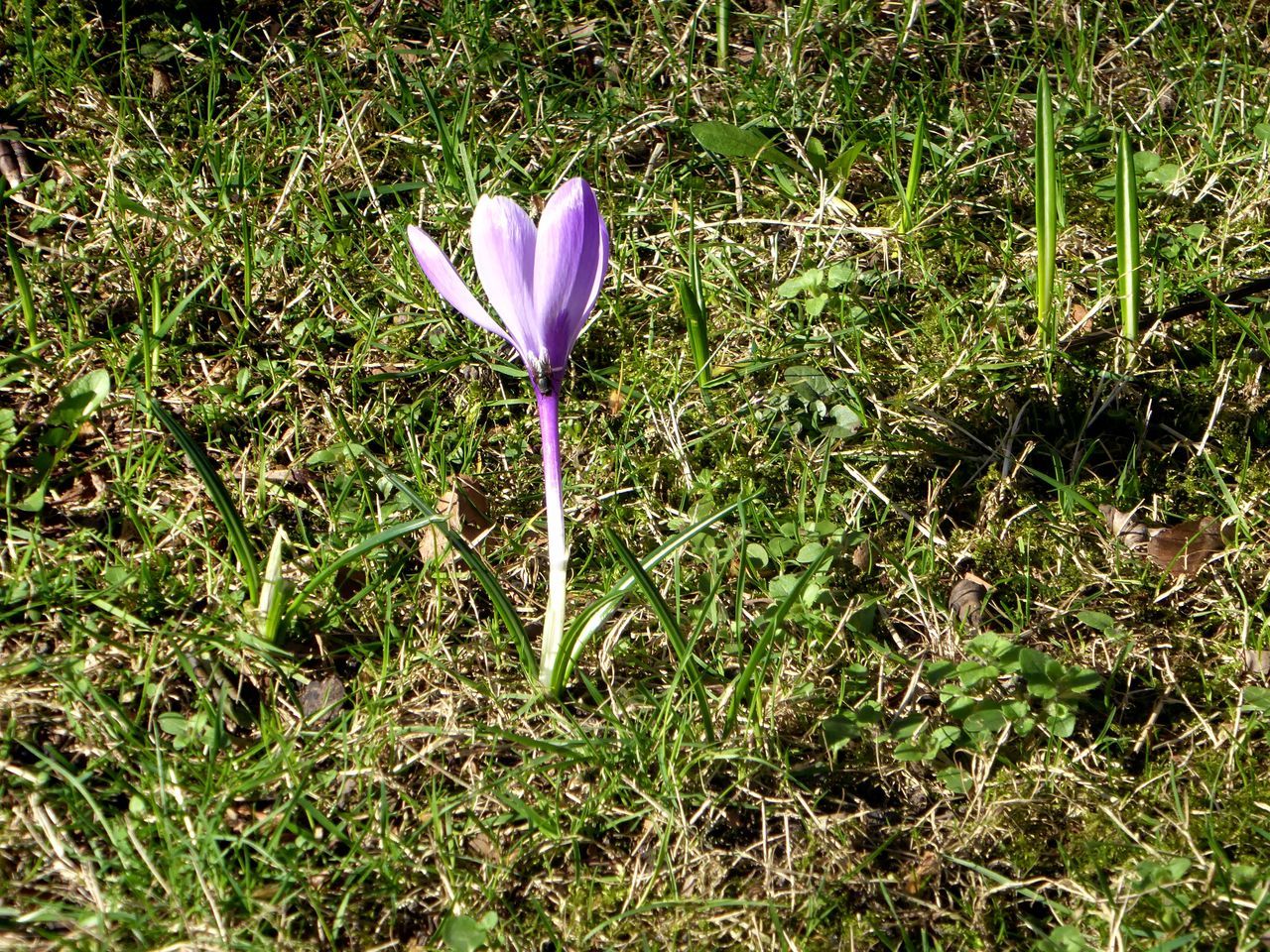 flower, growth, nature, beauty in nature, fragility, purple, freshness, green color, petal, no people, flower head, blooming, plant, outdoors, field, grass, day, crocus, close-up