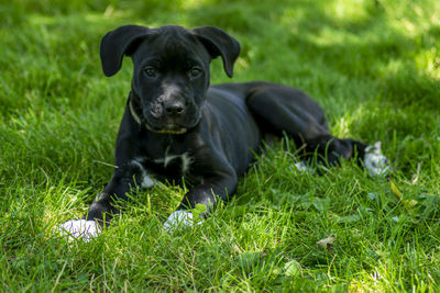 Portrait of dog on grass
