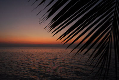 Silhouette palm tree by sea against sky during sunset