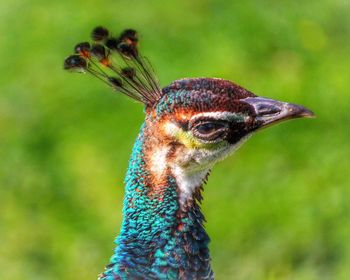 Side view of peacock on field