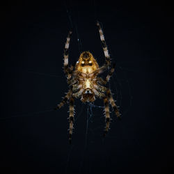 Close-up of spider on web against black background