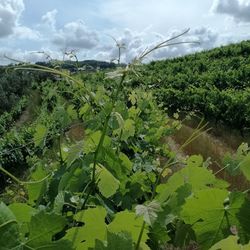 Plants growing on land against sky