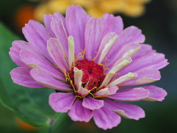 Close-up of pink flower