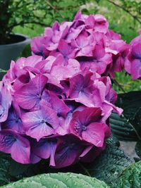 Close-up of fresh pink flowers in bloom