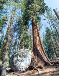 Low angle view of trees growing in forest