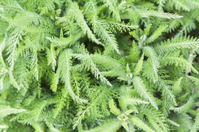 Close-up of green leaves