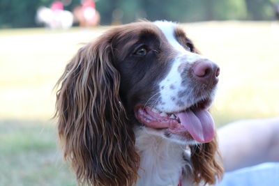 Close-up of dog looking away