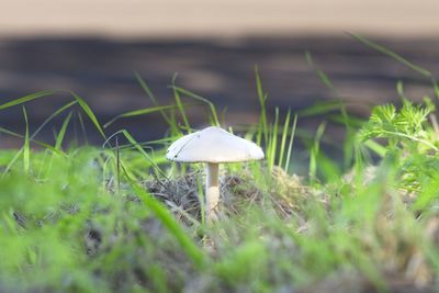 Close-up of mushroom growing on field