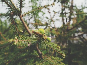 Close-up of pine tree