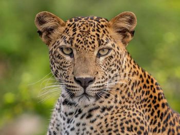 Close-up of leopard