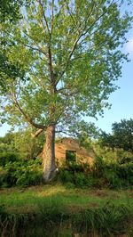 Trees on field against sky