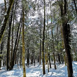 Trees in forest during winter