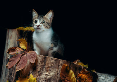 Cat looking away while sitting on wood