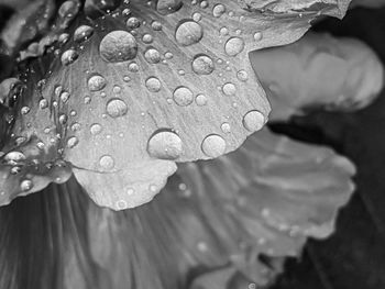 Close-up of raindrops on leaf