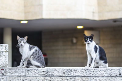 Portrait of two cats