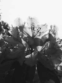 Close-up of white flower plant