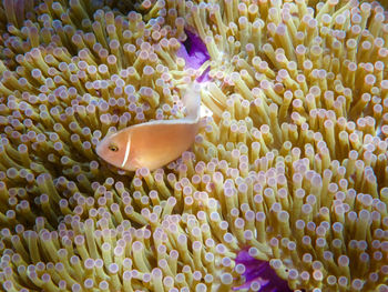 Close-up of fish swimming in sea