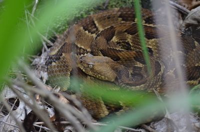 Close-up of snake