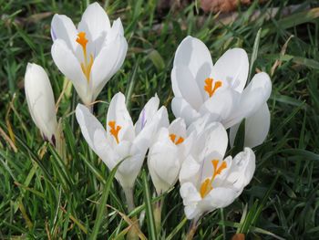 High angle view of white crocus flowers on field