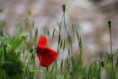 Close-up of red poppy blooming on field