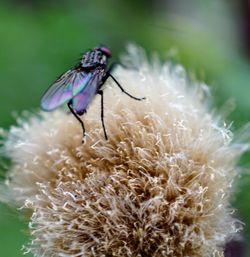 Close-up of butterfly pollinating on flower