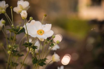 Close-up of white flowering plants