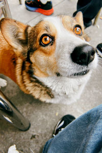 Close-up portrait of dog