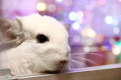 White chinchilla on a background of christmas lights. winter season and new year pet gifts.