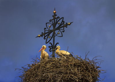 Two european white storks, one fledgling and one adult, ciconia