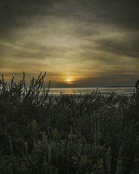 Plants growing on land against sky during sunset