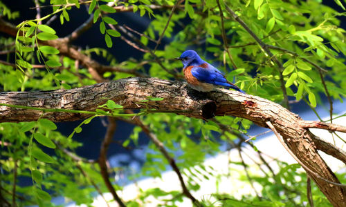 Low angle view of bird perching on tree