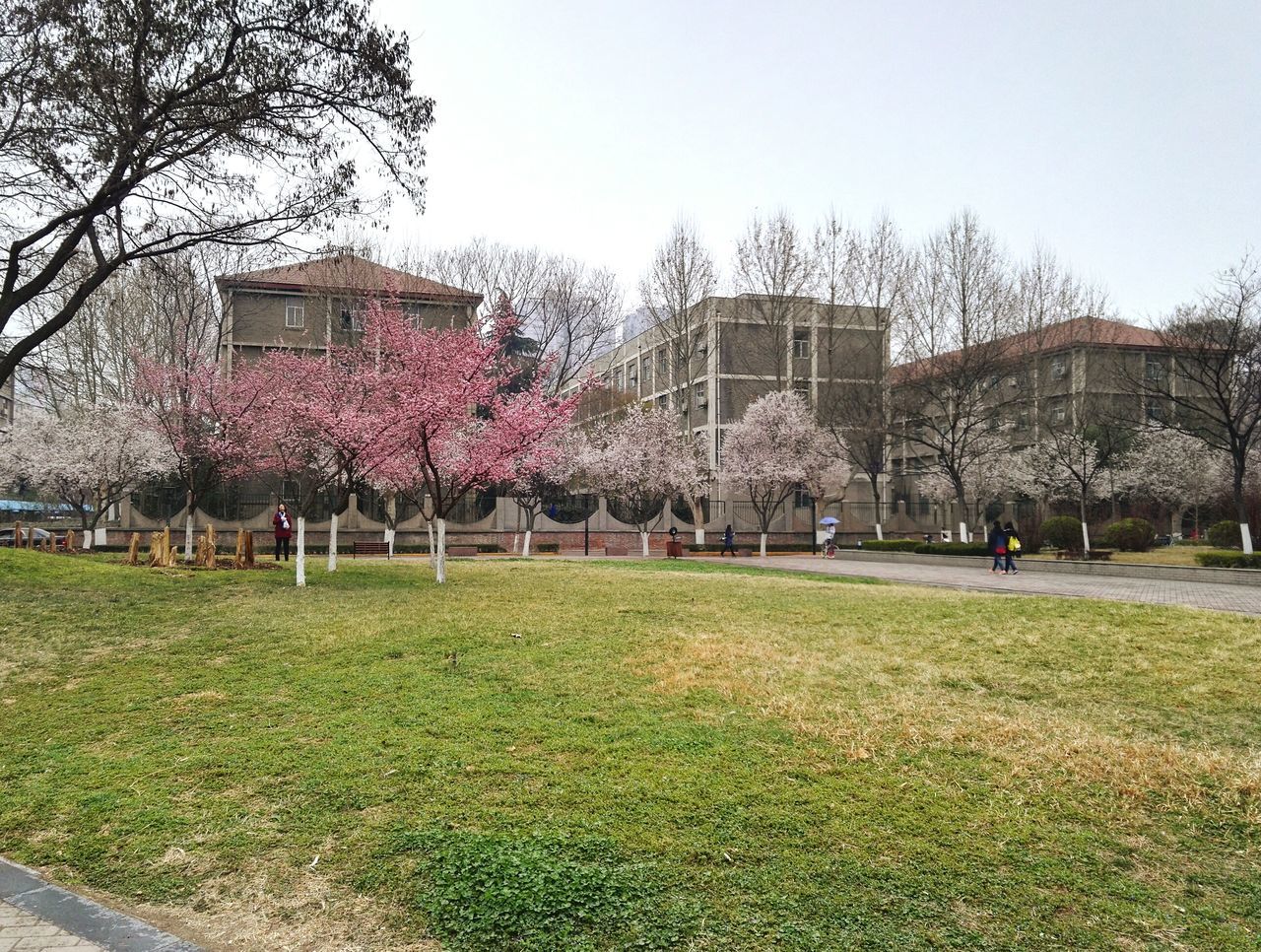 grass, tree, architecture, building exterior, built structure, clear sky, lawn, park - man made space, large group of people, day, bare tree, sky, growth, flower, outdoors, field, city, person, green color