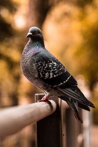 Close-up of pigeon perching on railing